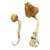 Buy Albino Treasure Coast Magic Mushrooms Online