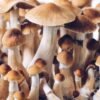 Brazilian Magic Mushrooms for sale