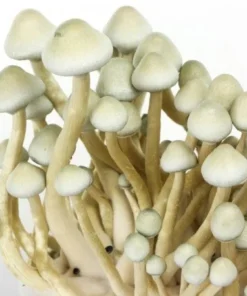 Albino A+ Magic Mushrooms for sale