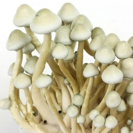 Albino A+ Magic Mushrooms for sale