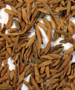 buy strophanthus gratus seeds